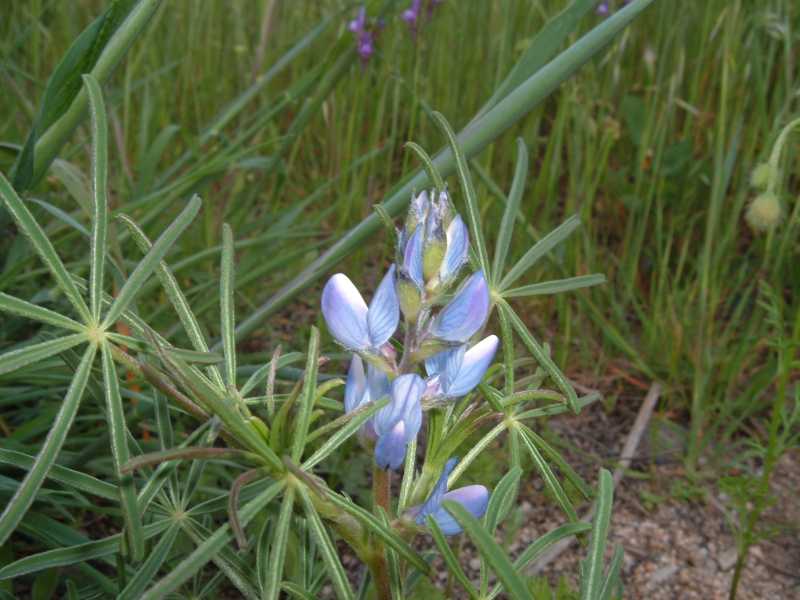 Lupinus angustifolius L. / lupino